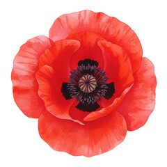 Vibrant Red Poppy Flower Watercolor Painting Botanical Illustration Art Plant Bloom Petal Image     