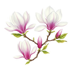 Fototapeta premium Elegant Pink Magnolia Blossoms Watercolor Painting Botanical Spring Flowers Art White Plant Bloom 