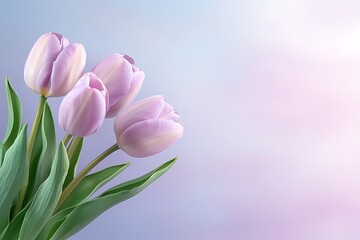 Fototapeta premium Floral action of tulips in nature background captivating environment soft viewpoint