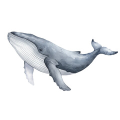 Obraz premium Elegant Watercolor Humpback Whale Ocean Wildlife Painting Art Sea Blue Gray Image World Fauna Marine