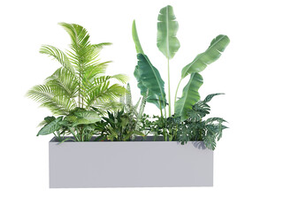 Modern pot plant isolate on isolated background
