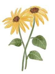 Many kinds of flowers with minimal relaxing styles 