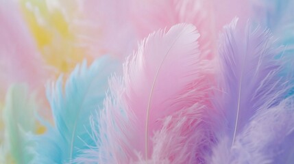 Obraz premium Colorful pastel feather background, soft focus, blurred, with space for text or design. Abstract light blue and pink color banner template. Soft purple feather background