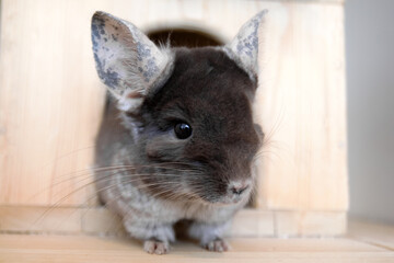Cute chinchilla of brown velvet color is sitting on a wooden shelf near to its house and looking away, side view.