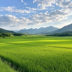 Fototapeta premium Serene Rice Paddy Field with Mountain View.