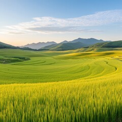 Fototapeta premium Serene Rice Terraces in Mountain Valley.