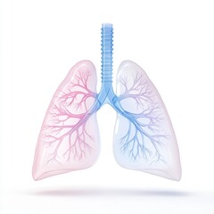 Human Lungs Anatomy Illustration