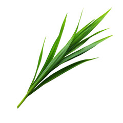 Obraz premium Fresh Green Leaf Against Black Background Isolated on transparent background