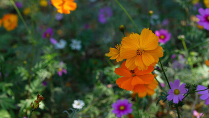 Orange cosmos flowers bloom beautifully in winter.