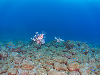 トリオの
美しく大きなハナミノカサゴ（ミノカサゴ亜科）他。
英名学名：Red Lionfish (Pterois volitans)
岩場に集まる、美しいソラスズメダイ（スズメダイ科）他の群れ。
英名学名：Heavenly Damselfish (Pomacentrus coelestis)
静岡県伊豆半島賀茂郡南伊豆町中木ヒリゾ浜2024年
