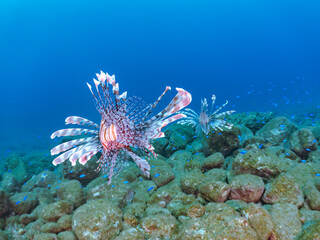 トリオの
美しく大きなハナミノカサゴ（ミノカサゴ亜科）他。
英名学名：Red Lionfish (Pterois volitans)
岩場に集まる、美しいソラスズメダイ（スズメダイ科）他の群れ。
英名学名：Heavenly Damselfish (Pomacentrus coelestis)
静岡県伊豆半島賀茂郡南伊豆町中木ヒリゾ浜2024年
