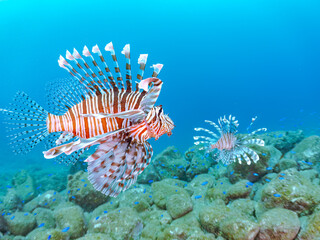 トリオの
美しく大きなハナミノカサゴ（ミノカサゴ亜科）他。
英名学名：Red Lionfish (Pterois volitans)
岩場に集まる、美しいソラスズメダイ（スズメダイ科）他の群れ。
英名学名：Heavenly Damselfish (Pomacentrus coelestis)
静岡県伊豆半島賀茂郡南伊豆町中木ヒリゾ浜2024年
