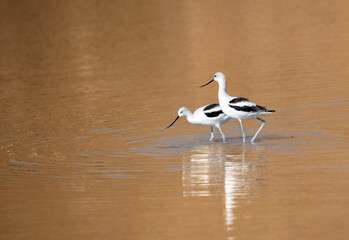 A mating pair of American avocets in a shallow pond at sunrise