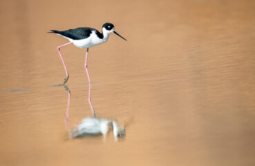 Obraz premium Black necked stilt in shallow waters at sunrise
