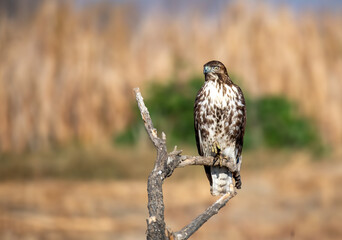 Red tailed hawk perched on a bare branch at eye level in Riverside, CA
