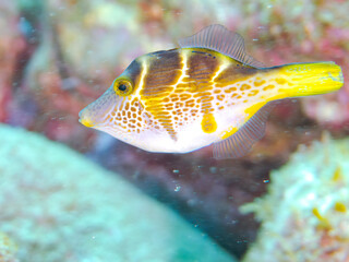 ブイを住処にする可愛いノコギリハギ(カワハギ科)幼魚他。
英名学名:Black-saddle leatherjacket (Paraluteres prionurus)
静岡県伊豆半島賀茂郡南伊豆町中木ヒリゾ浜2024年