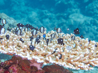 サンゴ白化テーブルサンゴのナンヨウハギ、フタスジリュウキュウスズメダイ、ミツボシクロスズメダイ、ヤリカタギの幼魚群
英名学名：Palette surgeonfish, Fragtail surgeonfish Reticulated
Dascyllus,Dascyllus reticulatus Threespot
dascyllus,Dascyllus trimaculatus
中木ヒリゾ浜
