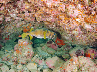 水中洞窟の巨大で美しいヒトヅラハリセンボン（ハリセンボン科）、ナミマツカサ（イットウダイ科）他。
英名学名：Black-blotched Porcupinefish, Diodon liturosus
Bigscale soldierfish, Myripristis kochiensis
静岡県伊豆半島賀茂郡南伊豆町中木ヒリゾ浜2024年
