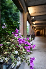 Bougainvillea Glabra’s delicate blossoms make it a favorite for city greening. The interplay of flowers and urban lights at dusk creates a captivating and picturesque sight.