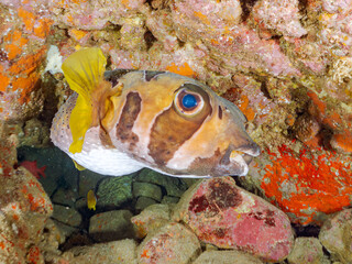 水中洞窟の巨大で美しいヒトヅラハリセンボン（ハリセンボン科）、ナミマツカサ（イットウダイ科）他。
英名学名：Black-blotched Porcupinefish, Diodon liturosus
Bigscale soldierfish, Myripristis kochiensis
静岡県伊豆半島賀茂郡南伊豆町中木ヒリゾ浜2024年
