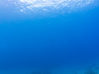 Obraz premium 大きく美しいカマストガリザメ（メジロザメ科）他。 英名学名：Blacktip shark, Carcharhinus limbatus 静岡県伊豆半島賀茂郡南伊豆町中木ヒリゾ浜2024年 