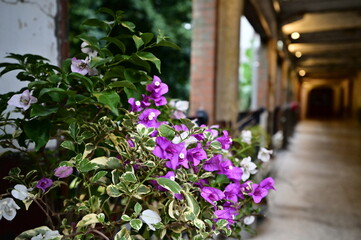 The vibrant purple Bougainvillea Glabra is a popular choice for urban landscaping. With its long blooming period and rich colors, it adds a stunning touch to cityscapes, especially at dusk.