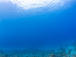 大きく美しいカマストガリザメ（メジロザメ科）他。
英名学名：Blacktip shark, Carcharhinus limbatus
静岡県伊豆半島賀茂郡南伊豆町中木ヒリゾ浜2024年

