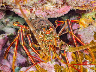 水中洞窟にいる美しく大きなイセエビ（イセエビ科）。
英名学名：Japanese Spiny Lobster, Spiny Lobster (Panulirus japonicus)
静岡県伊豆半島賀茂郡南伊豆町中木ヒリゾ浜2024年
