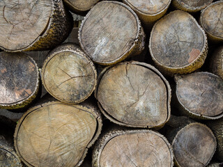 Old wood stump texture nature for background. Trees that were cut down