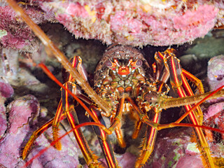 水中洞窟にいる美しく大きなイセエビ（イセエビ科）。
英名学名：Japanese Spiny Lobster, Spiny Lobster (Panulirus japonicus)
静岡県伊豆半島賀茂郡南伊豆町中木ヒリゾ浜2024年
