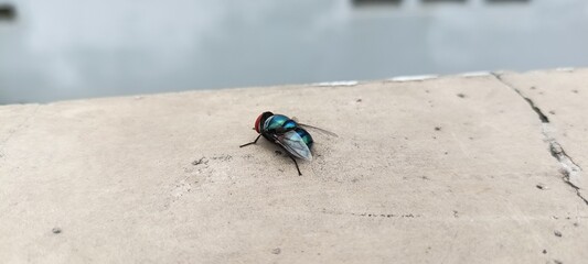 flies that landed on the walls of my house