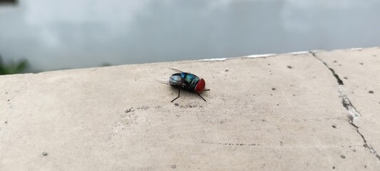 flies that landed on the walls of my house