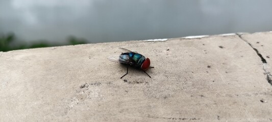 flies that landed on the walls of my house