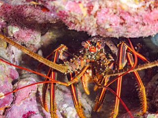 水中洞窟にいる美しく大きなイセエビ（イセエビ科）。
英名学名：Japanese Spiny Lobster, Spiny Lobster (Panulirus japonicus)
静岡県伊豆半島賀茂郡南伊豆町中木ヒリゾ浜2024年
