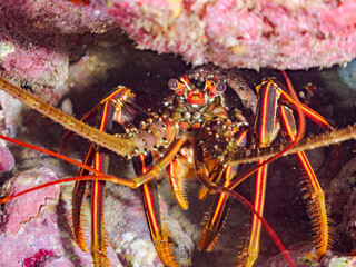 水中洞窟にいる美しく大きなイセエビ（イセエビ科）。
英名学名：Japanese Spiny Lobster, Spiny Lobster (Panulirus japonicus)
静岡県伊豆半島賀茂郡南伊豆町中木ヒリゾ浜2024年
