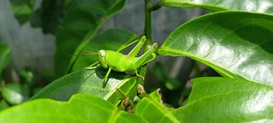 green grasshoppers perched on orange leaves