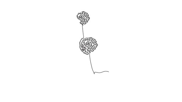 Animated self drawing of continuous line draw beauty fresh allium giganteum for home decor wall art poster print. Decorative globemaster flower for floral card frame. Full length single line animation