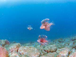 トリオの
美しく大きなハナミノカサゴ（ミノカサゴ亜科）他。
英名学名：Red Lionfish (Pterois volitans)
岩場に集まる、美しいソラスズメダイ（スズメダイ科）他の群れ。
英名学名：Heavenly Damselfish (Pomacentrus coelestis)
静岡県伊豆半島賀茂郡南伊豆町中木ヒリゾ浜2024年
