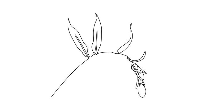 Self drawing animation of single line draw beauty fresh symphytum garden logo. Decorative comfrey flower concept for home decoration wall art poster print. Continuous line draw. Full length animated