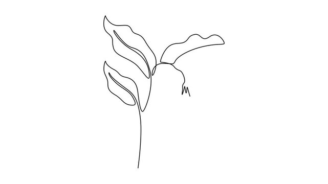 Self drawing animation of single line draw beauty fresh symphytum for garden logo. Decorative comfrey flower concept home decoration wallpaper poster print. Continuous line draw. Full length animated