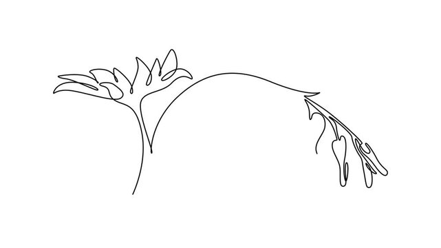 Animated self drawing of continuous line draw beauty fresh lyre flower for home decoration wallpaper art poster. Decorative Asian bleeding-heart for floral card frame. Full length one line animation