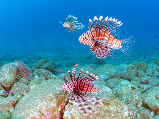 トリオの
美しく大きなハナミノカサゴ（ミノカサゴ亜科）他。
英名学名：Red Lionfish (Pterois volitans)
岩場に集まる、美しいソラスズメダイ（スズメダイ科）他の群れ。
英名学名：Heavenly Damselfish (Pomacentrus coelestis)
静岡県伊豆半島賀茂郡南伊豆町中木ヒリゾ浜2024年
