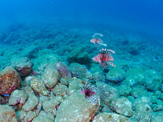 トリオの
美しく大きなハナミノカサゴ（ミノカサゴ亜科）他。
英名学名：Red Lionfish (Pterois volitans)
岩場に集まる、美しいソラスズメダイ（スズメダイ科）他の群れ。
英名学名：Heavenly Damselfish (Pomacentrus coelestis)
静岡県伊豆半島賀茂郡南伊豆町中木ヒリゾ浜2024年
