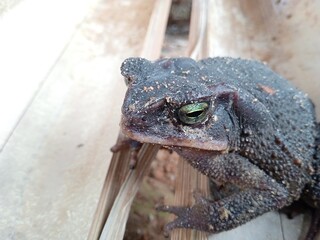 Front view Big black toad sitting on wood. Black marsh frog. amphibious animal, swamp dweller.