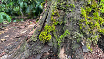 Mossy and textured tree trunk base in a shaded environment