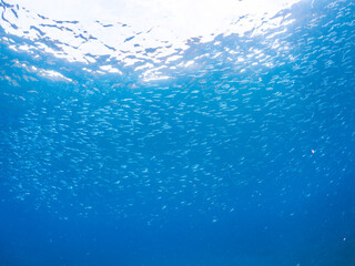 Obraz premium 美しいキビナゴ（ニシン科）他の大群。 英名学名：Silver-Stripe Round Herrings (Spratelloides gracilis) 静岡県伊豆半島賀茂郡南伊豆町中木ヒリゾ浜2024年 