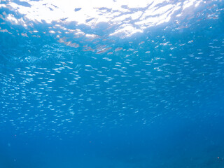 Obraz premium 美しいキビナゴ（ニシン科）他の大群。 英名学名：Silver-Stripe Round Herrings (Spratelloides gracilis) 静岡県伊豆半島賀茂郡南伊豆町中木ヒリゾ浜2024年 