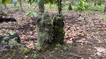Moss-covered tree stump in a rustic outdoor environment