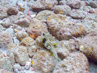 大きく美しいサザナミフグ（フグ科）他
英名学名：White-spotted puffer (Arothron hispidus)
静岡県伊豆半島賀茂郡南伊豆町中木ヒリゾ浜2024年
