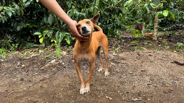 Dog with lowered head and curved tail in a natural environment